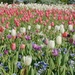 Fields of Tulips by lynne5477
