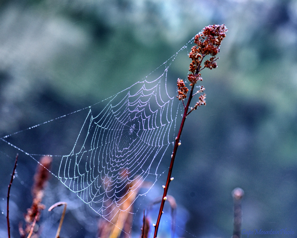 Rain Kissed Spider Web by jgpittenger