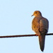 Bird at Sunrise by juletee