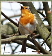 2nd Apr 2013 - Windswpt Robin