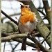 Windswpt Robin by carolmw