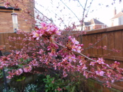 2nd Apr 2013 - Prunus  !!