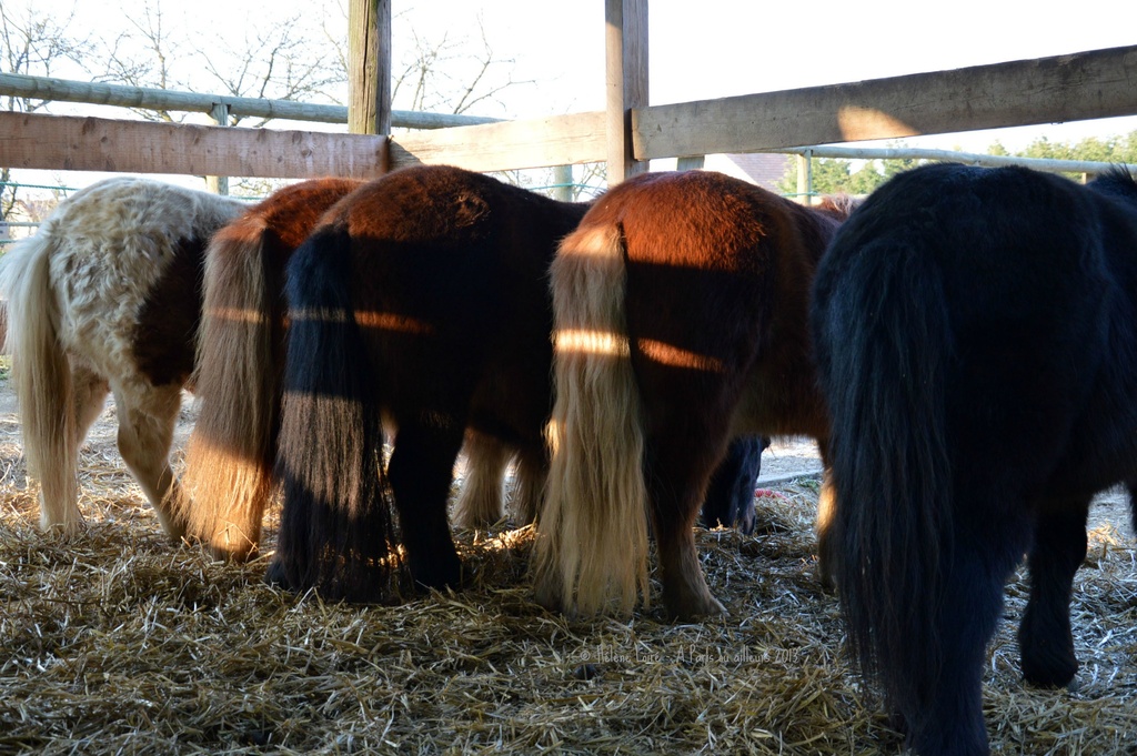 Dinner time for the Shetland ponies  by parisouailleurs