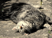 1st Apr 2013 - Purrfect day for lounging in the sun...
