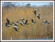 2nd Apr 2013 - Barnacle geese