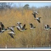 Barnacle geese by rosiekind