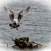 Seagull Angel  by jgpittenger