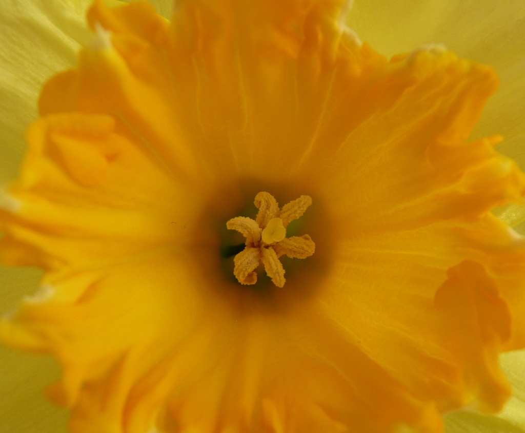 The heart of a daffodil by lellie