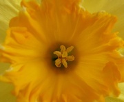 20th Apr 2015 - The heart of a daffodil