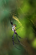 2nd Apr 2013 - Black-legged Golden Orb-Web Spider