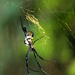 Black-legged Golden Orb-Web Spider by eleanor