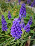 2nd Apr 2013 - Grape hyacinths ( muscaris in French )