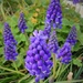 Grape hyacinths ( muscaris in French ) by cocobella