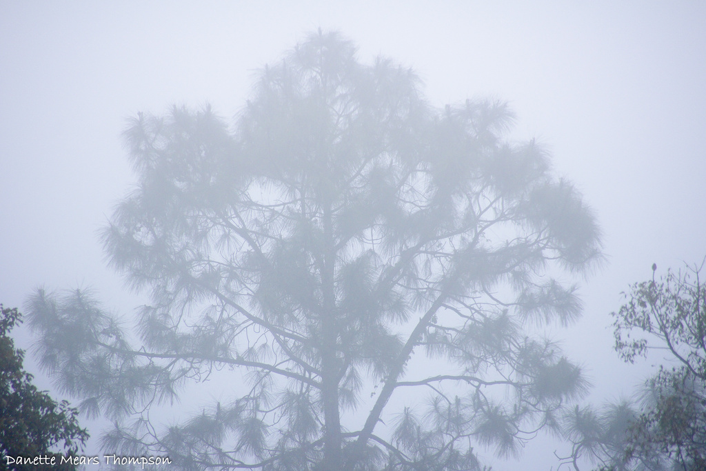 Foggy morning by danette