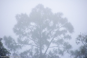 2nd Apr 2013 - Foggy morning