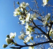 2nd Apr 2013 - Blue Sky and Blossom