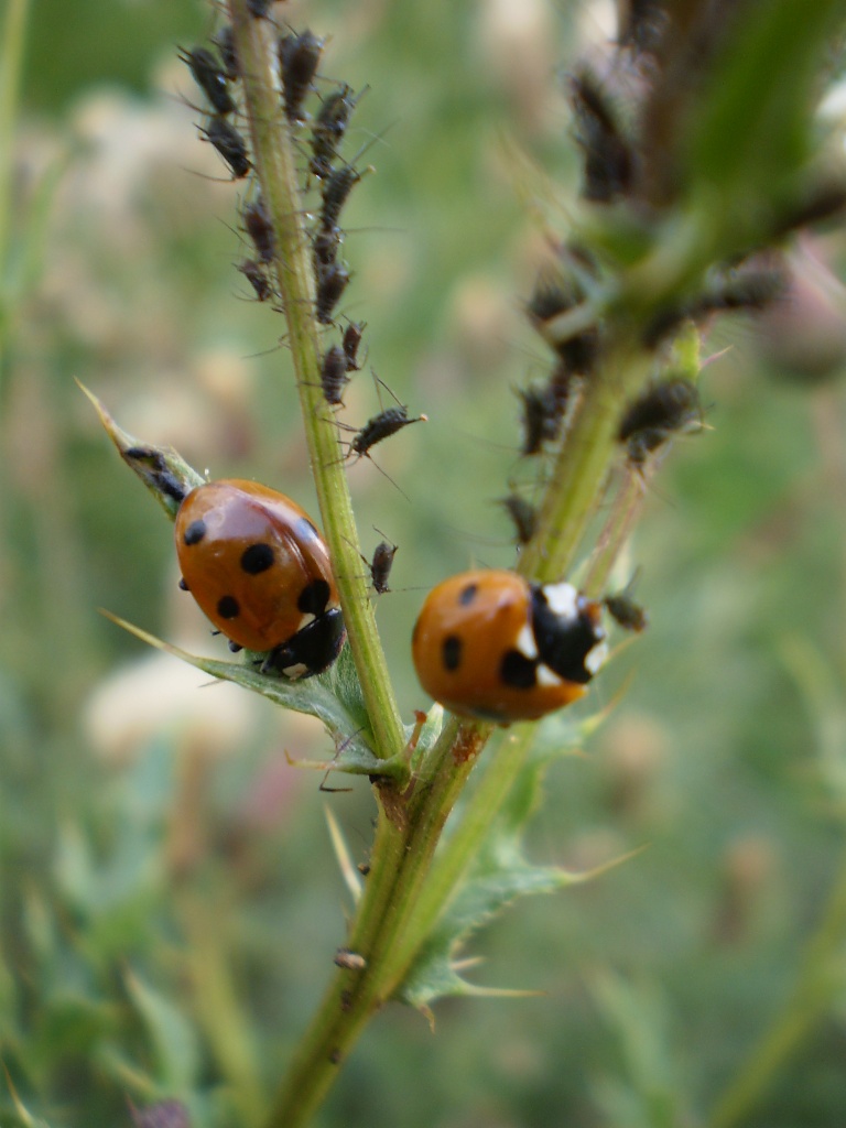 Ladybirds and ? by snowy