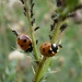 Ladybirds and ? by snowy