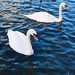 Swans by beryl