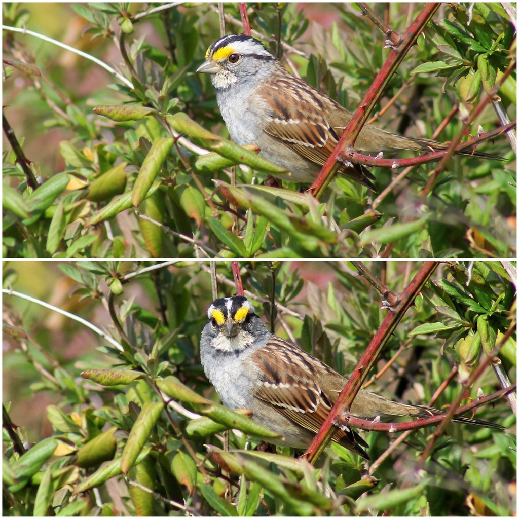 White-throated Sparrow by cjwhite