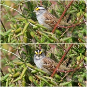 2nd Apr 2013 - White-throated Sparrow