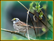 19th Mar 2013 - White Throated Sparrow