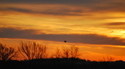 2nd Apr 2013 - Soaring Hawk/Kansas Sunrise