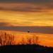 Soaring Hawk/Kansas Sunrise by kareenking