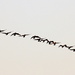 Black Geese formation by tara11