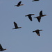 Unidentified flying fowl by tara11