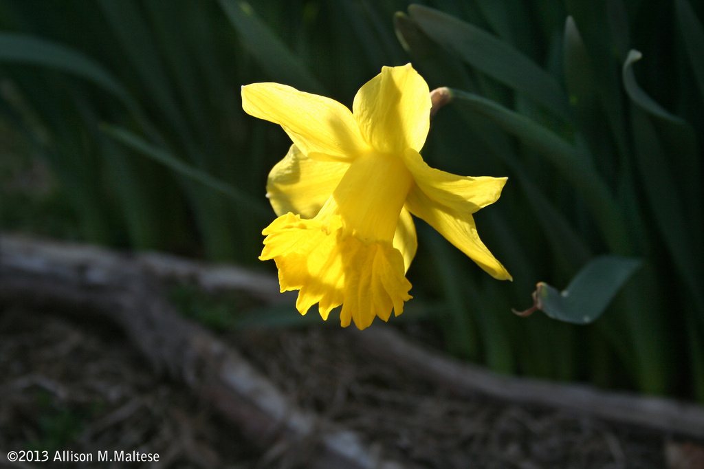 First Daffodil by falcon11