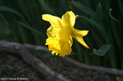 2nd Apr 2013 - First Daffodil