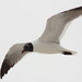 Black Headed Seagull by tara11