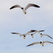 Flock of Seagulls by tara11