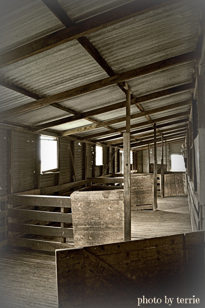 The Shearing Shed by teodw