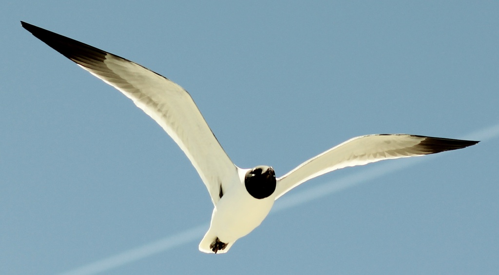 Seagull by darylo