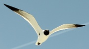 2nd Apr 2013 - Seagull