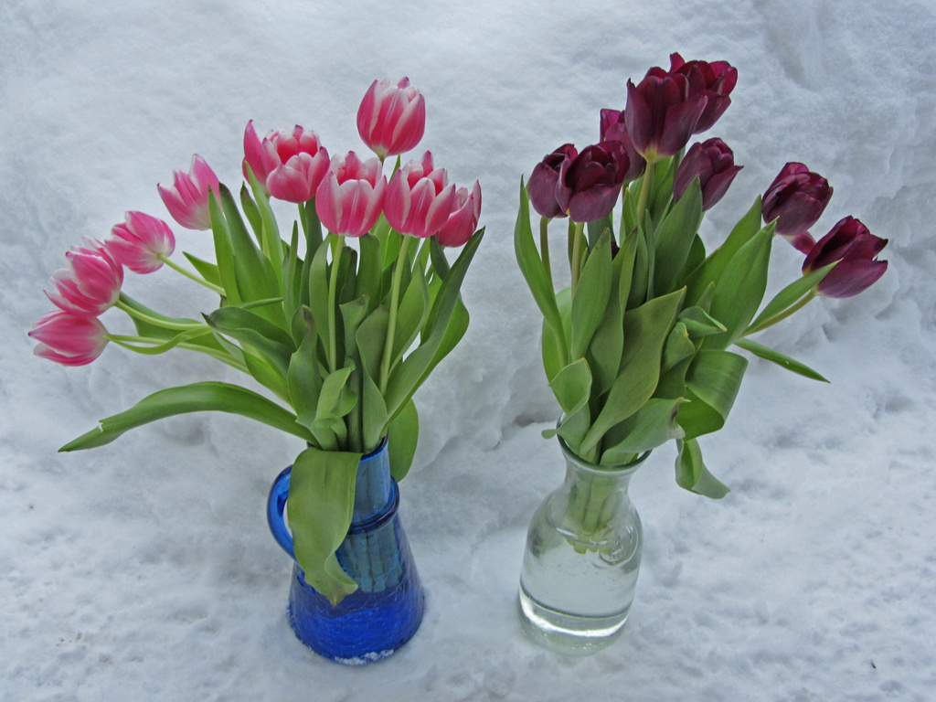 Tulips and snow IMG_9268 by annelis