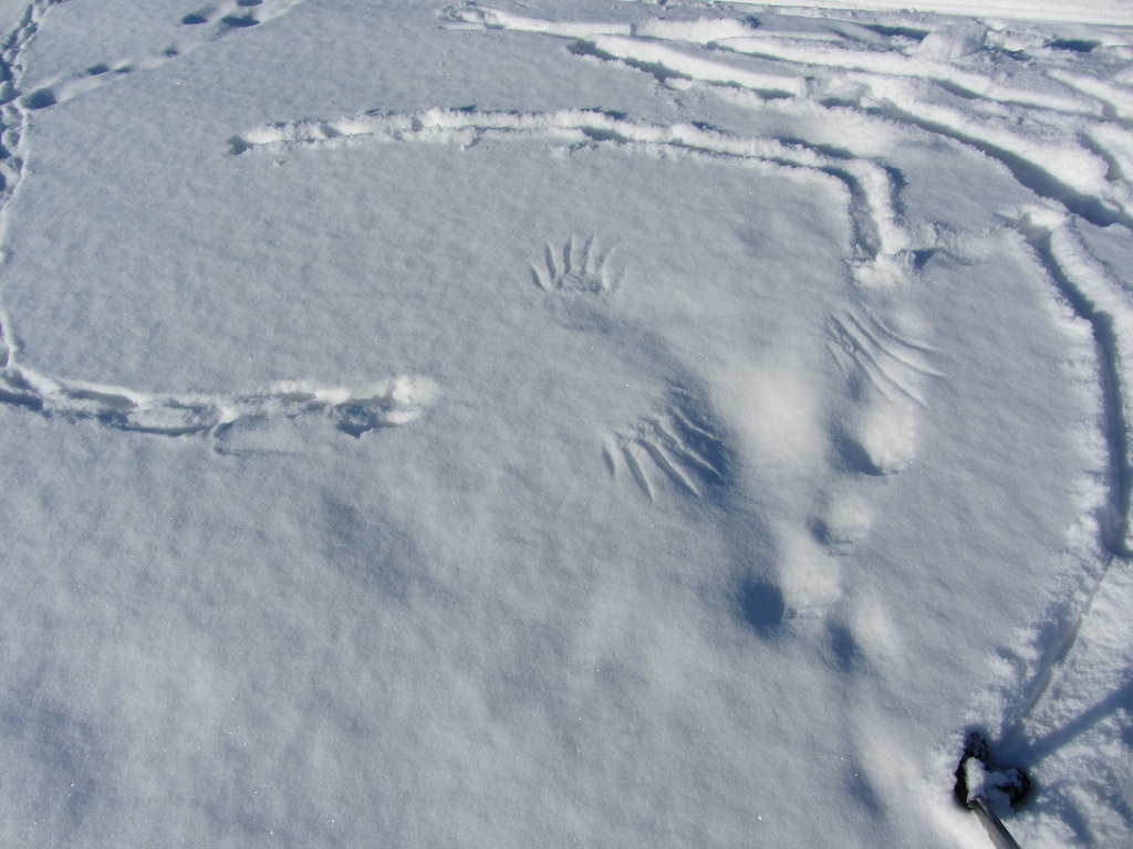 Traces in the snow IMG_9279 by annelis