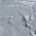 Traces in the snow IMG_9279 by annelis