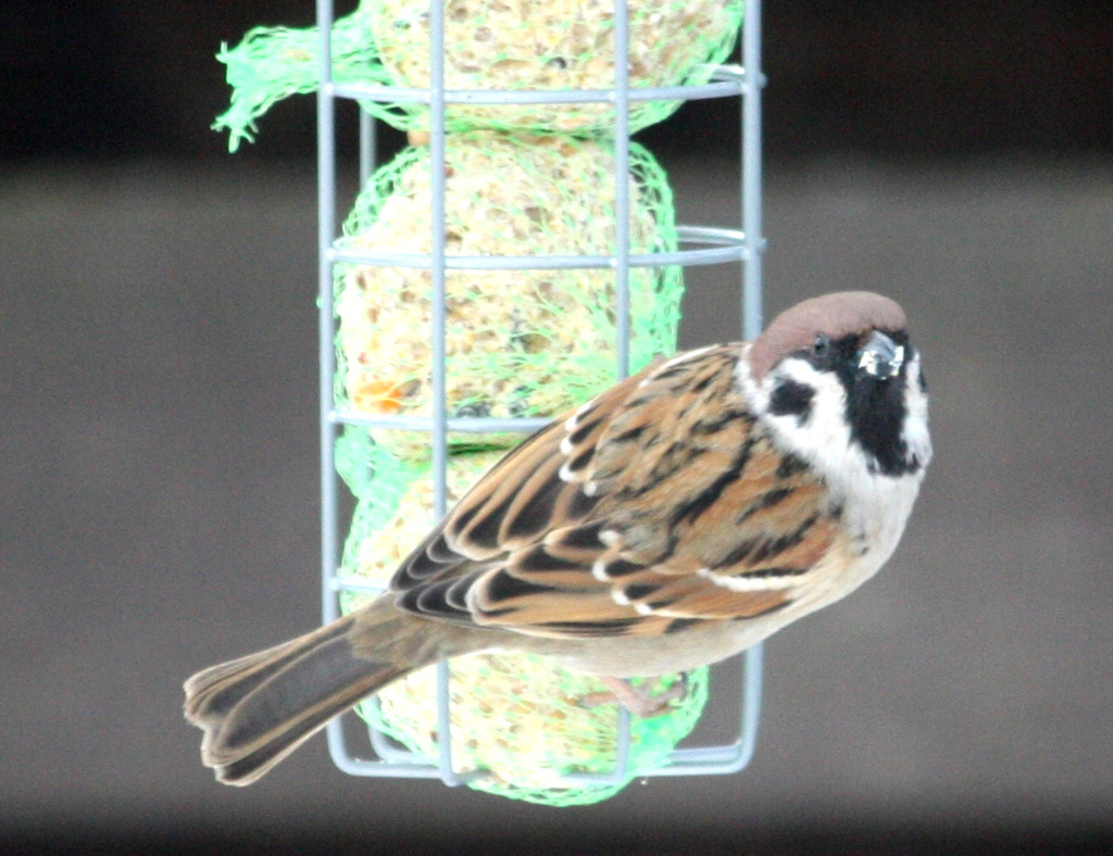 Eurasian Tree Sparrow (Passer montanus) - Pikkuvarpunen, Pilfink IMG_2367 by annelis