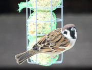 27th Feb 2013 - Eurasian Tree Sparrow (Passer montanus) - Pikkuvarpunen, Pilfink IMG_2367