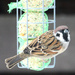 Eurasian Tree Sparrow (Passer montanus) - Pikkuvarpunen, Pilfink IMG_2367 by annelis