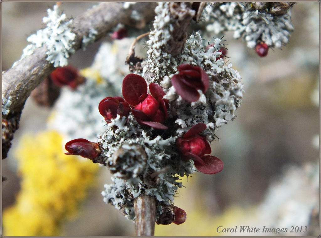 Berberis Buds And Lichen by carolmw