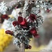 Berberis Buds And Lichen by carolmw