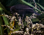 3rd Apr 2013 - young blackbird in the cabbage tree