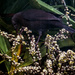 young blackbird in the cabbage tree by kali66