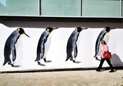 3rd Apr 2013 - March of the Penguins