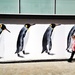 March of the Penguins by rich57