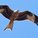 3rd April - Red Kite by pamknowler